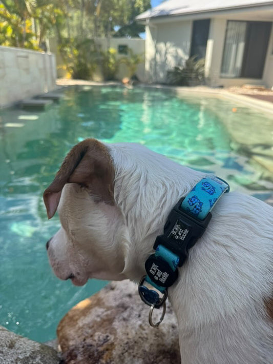 Pisces Collar - Sea Foam Splash