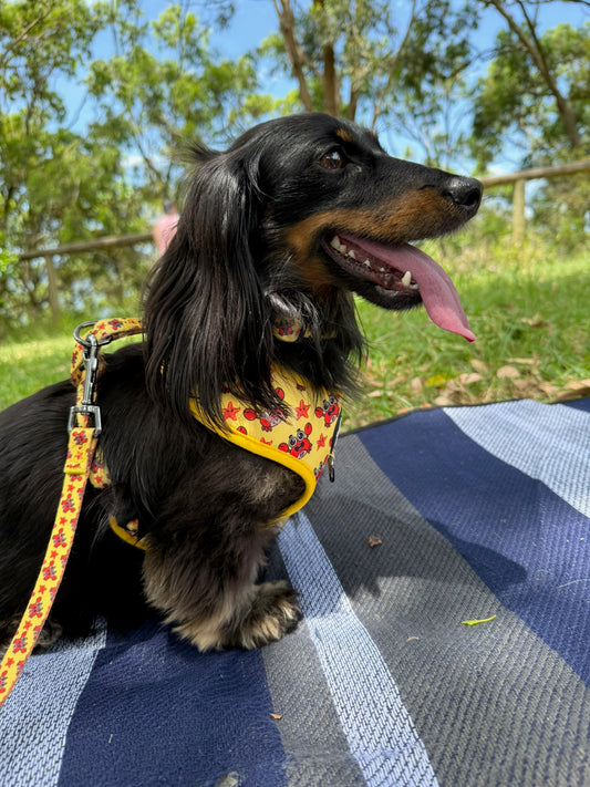 Cancer Harness - Starfish Splash