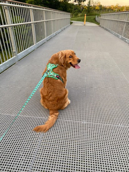 Taurus Leash - Mystic Meadow