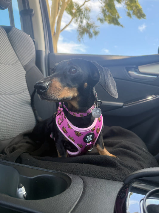 Taurus Harness - Bubblegum Blast