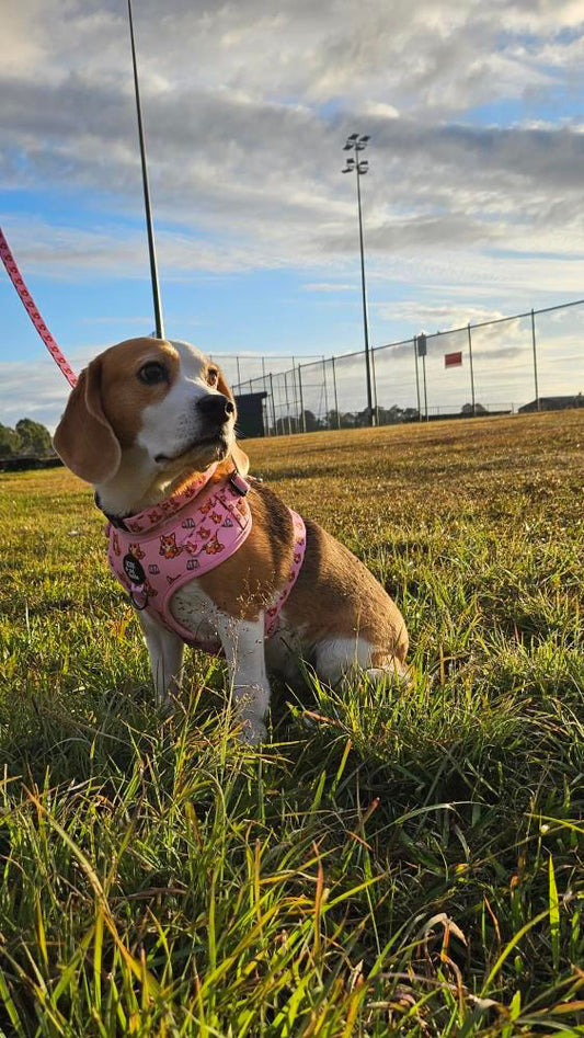 Libra Harness - Harmony