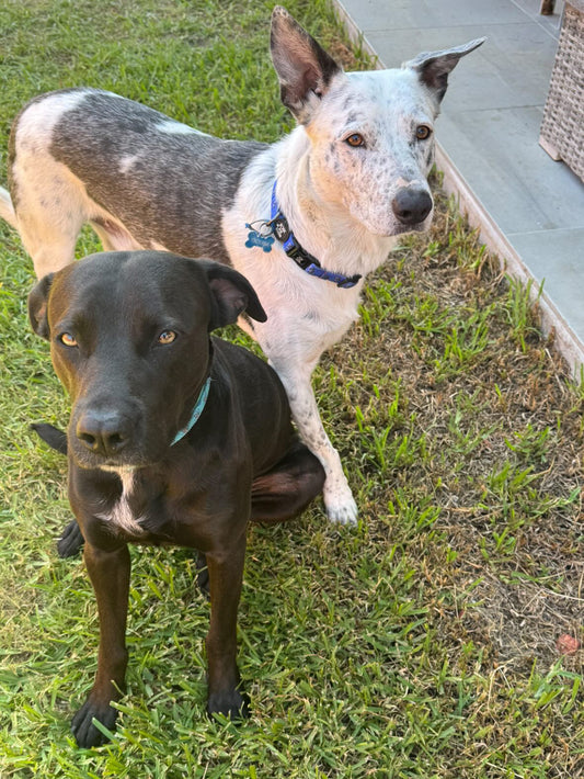Sagittarius Collar - Cobalt Cupid