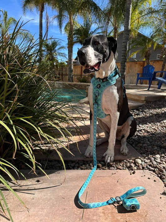 Pisces Leash - Sea Foam Splash