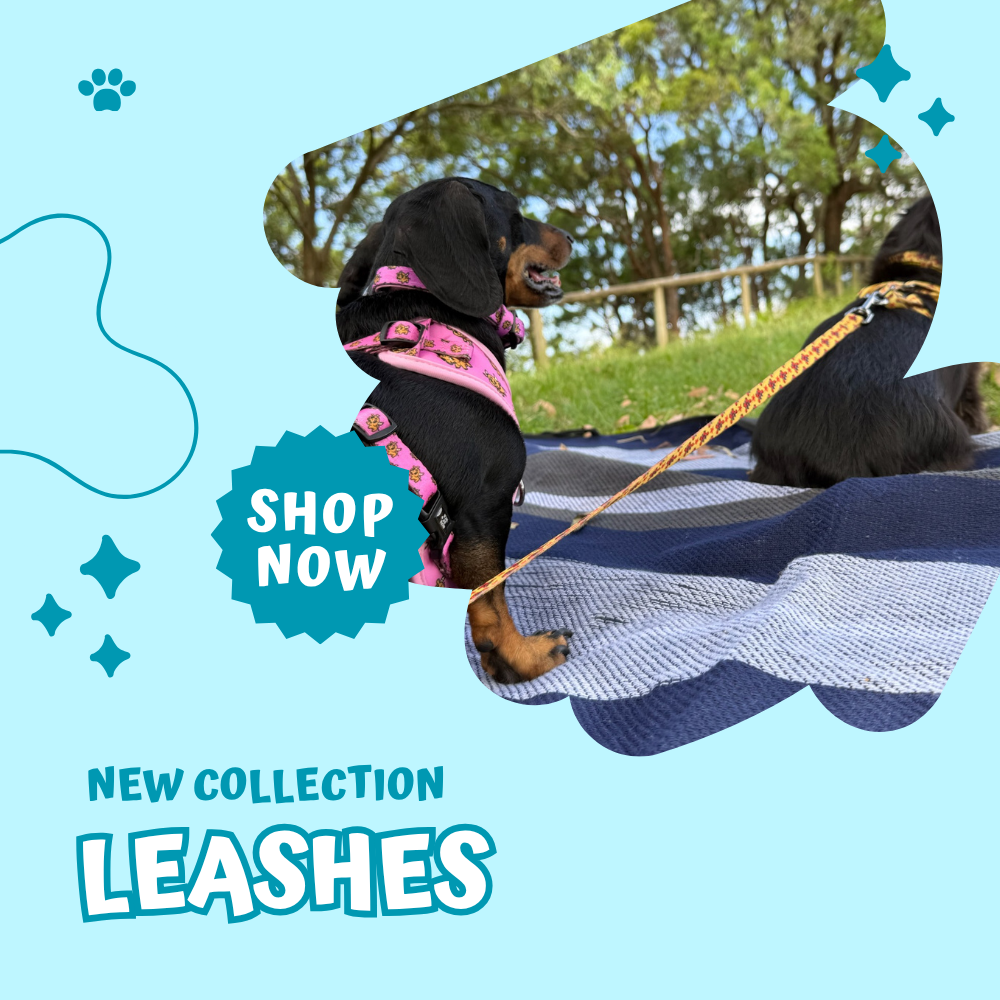 Leashes