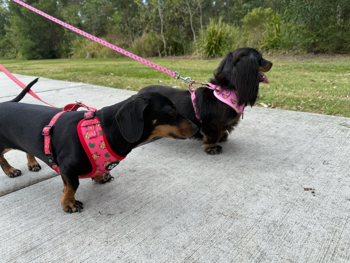 Taurus Leash - Bubblegum Blast